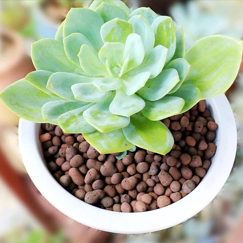 Organic expanded clay pebbles -5-10 millimeters, suitable for indoor plants
