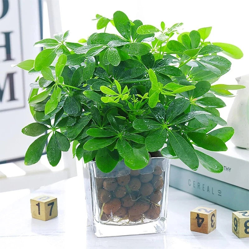 Plant expanded clay pebbles, suitable for indoor, outdoor and hydroponic growth